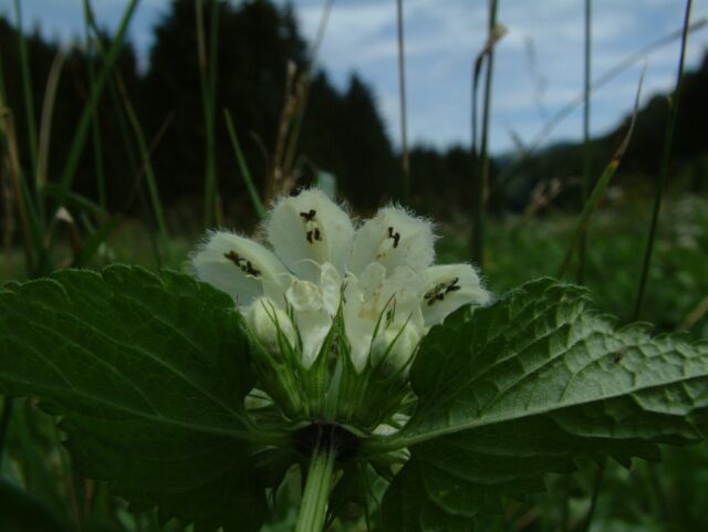 Lamium album / Falsa Ortica bianca